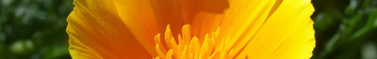 California poppy